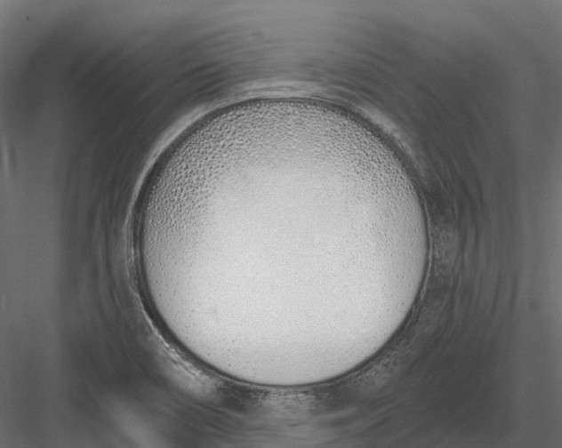 X0000083531466200702240005