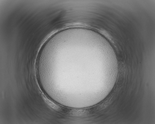 X0000083531474200702240005