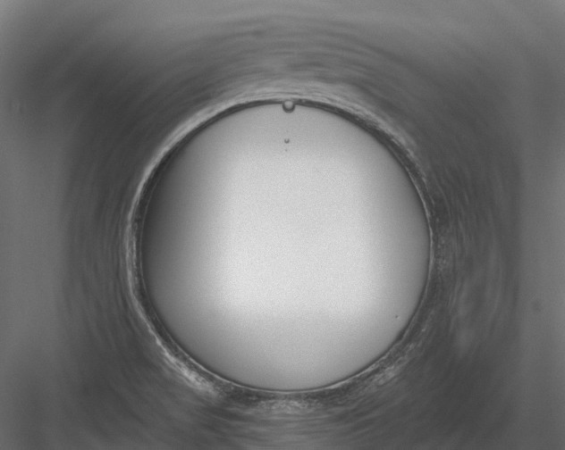 X0000083531517200702240004