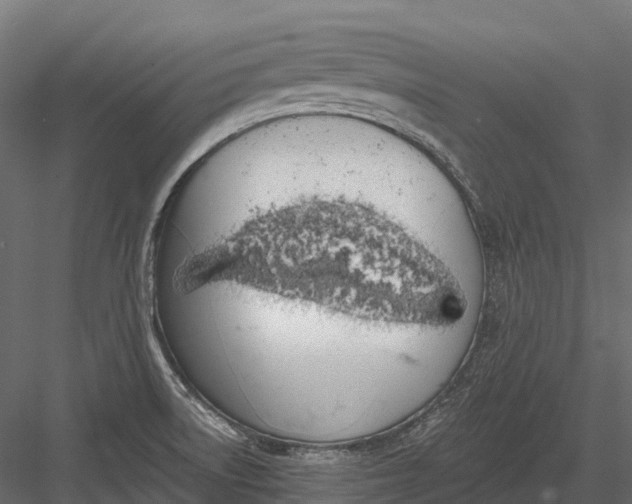 X0000083531522200702240004