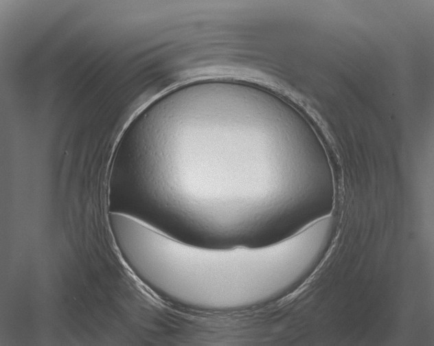 X0000083531529200702240005