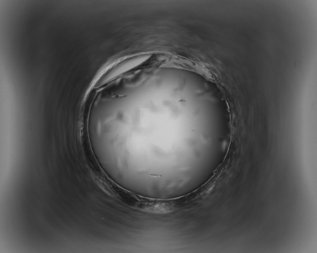 X0000083530056200703021604