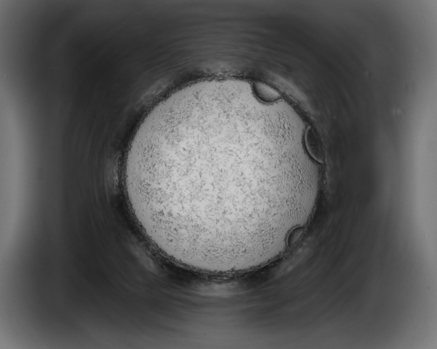 X0000083530065200703021605