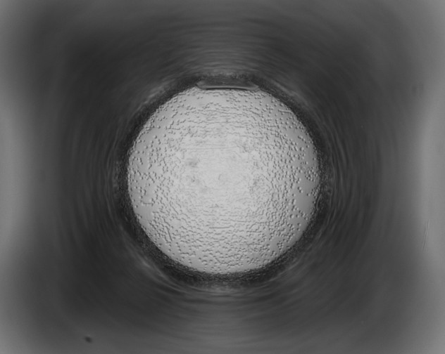 X0000083530264200703021600