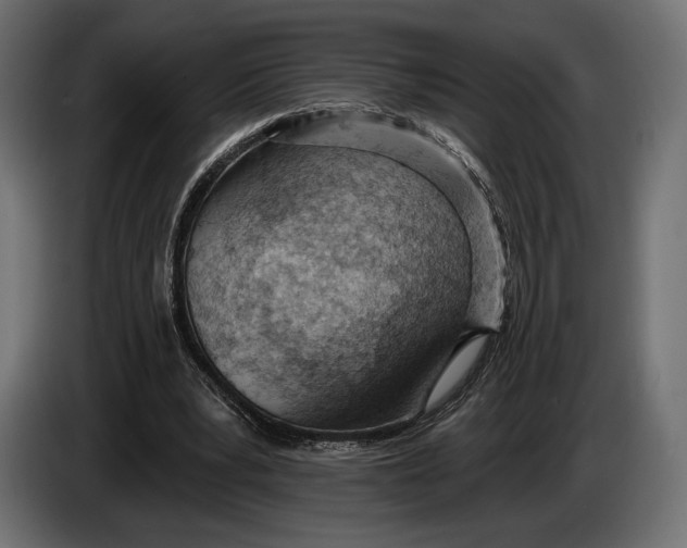 X0000083530391200703021558