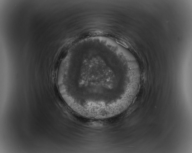 X0000083530423200703021557