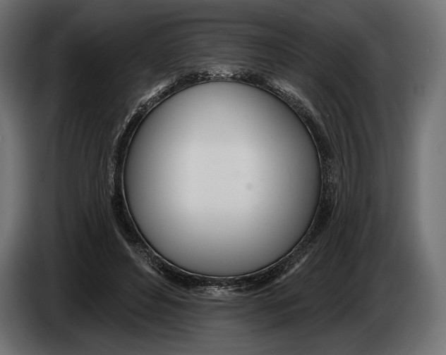 X0000083530496200703021556