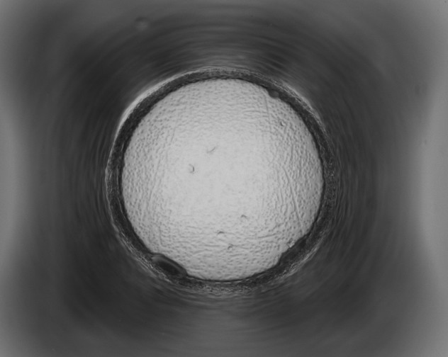 X0000083530928200703021548