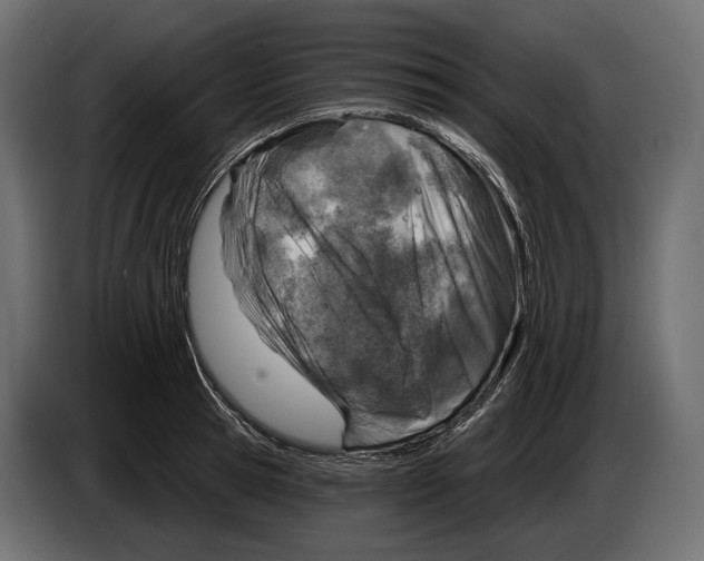 X0000083530945200703021548