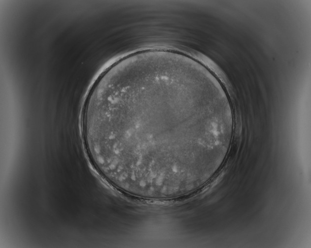 X0000083530958200703021549