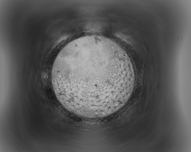 X0000083531254200703021543