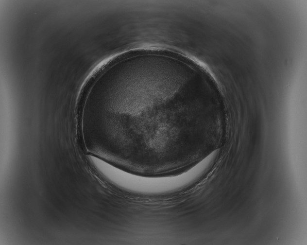 X0000083531319200703021541