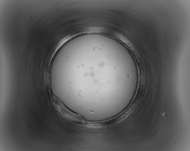 X0000083531473200703021538