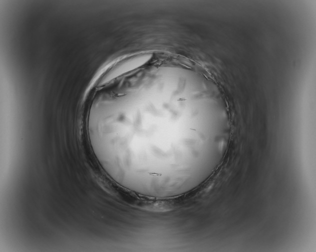 X0000083530056200703091521