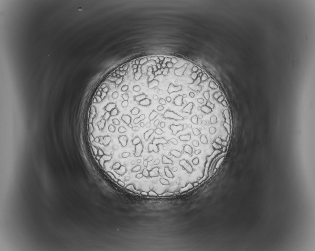 X0000083530145200703091519