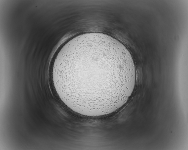 X0000083530195200703091519