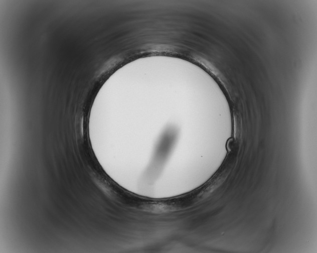 X0000083530253200703091518