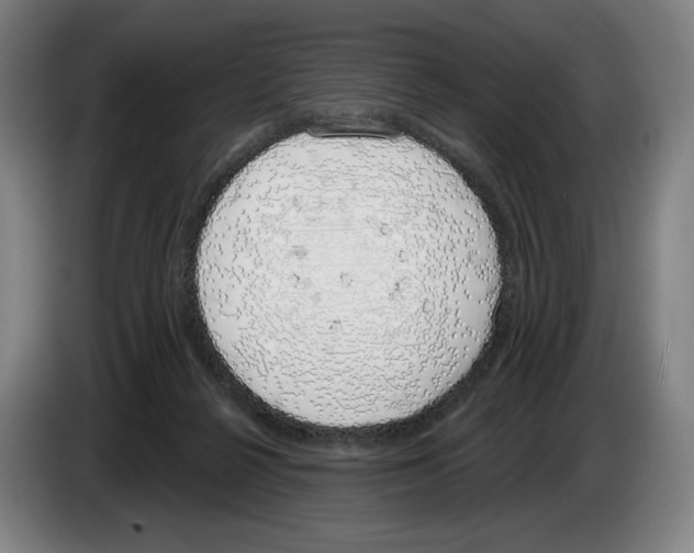 X0000083530264200703091518