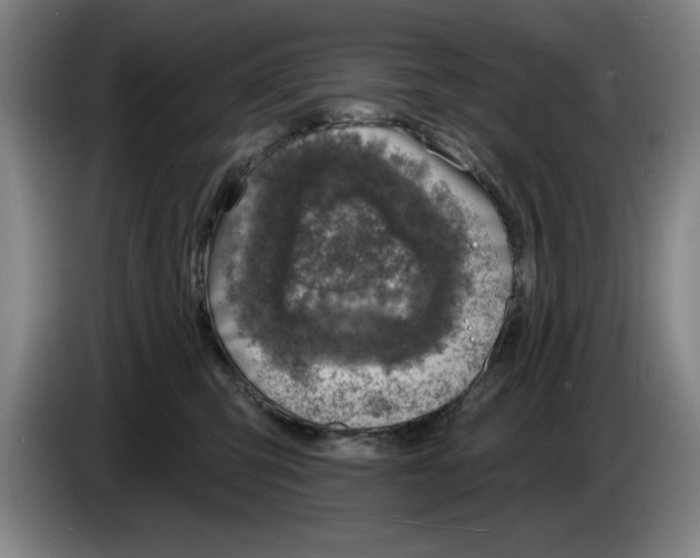 X0000083530423200703091516