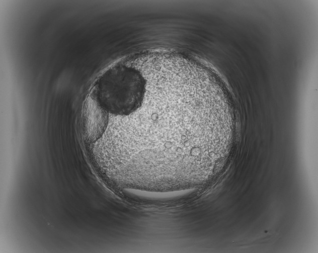 X0000083530721200703091511