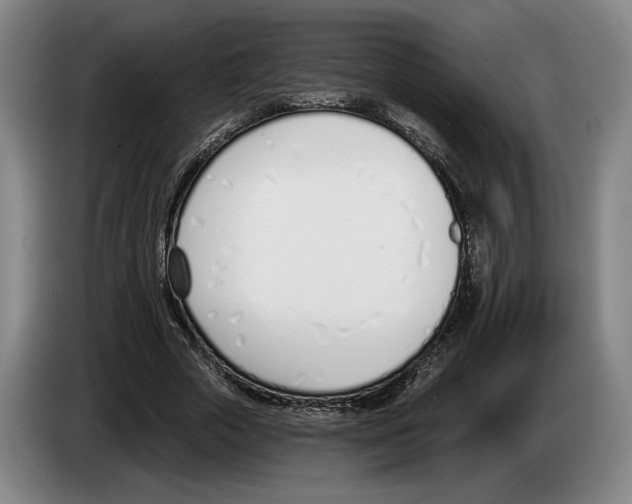 X0000083530729200703091511