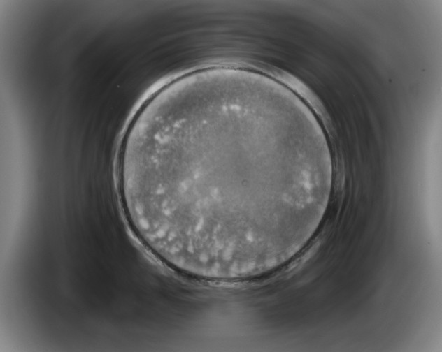 X0000083530958200703091509