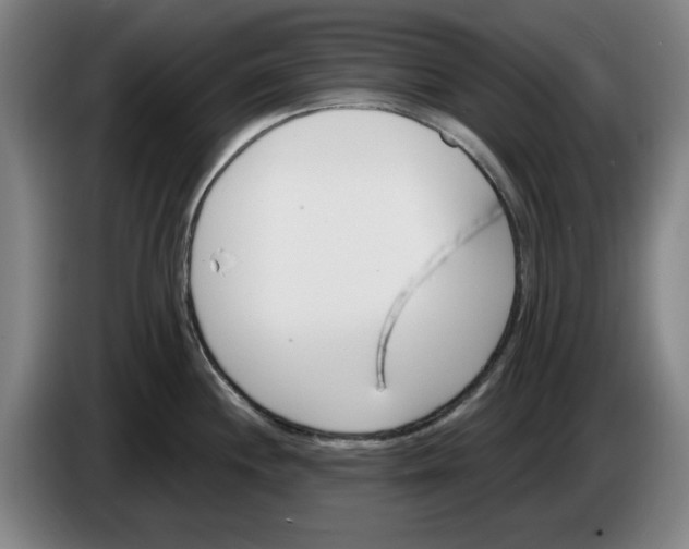 X0000083531244200703091505