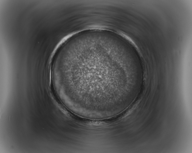 X0000083531323200703091504