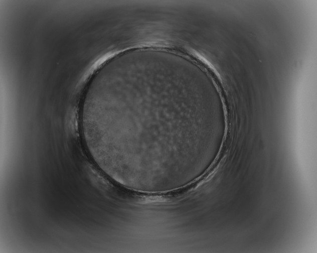 X0000083531455200703091502