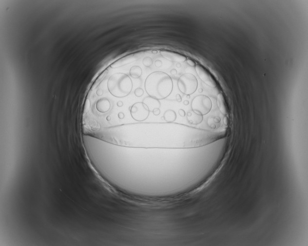 X0000083531529200703091501