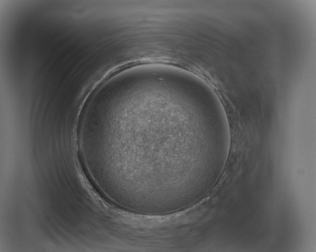 X0000083550002200702091111