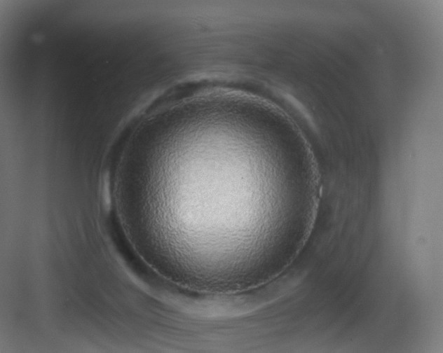 X0000083550020200702091110