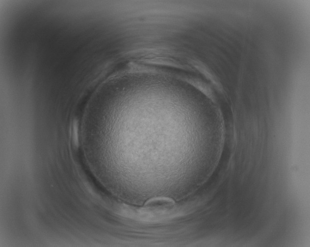 X0000083550022200702091110