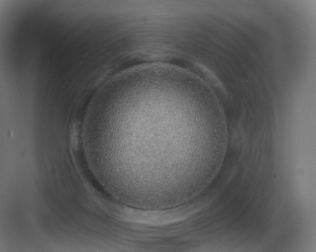 X0000083550026200702091110
