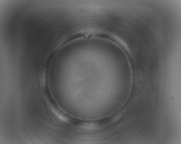 X0000083550065200702091109