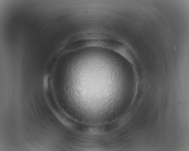 X0000083550070200702091109