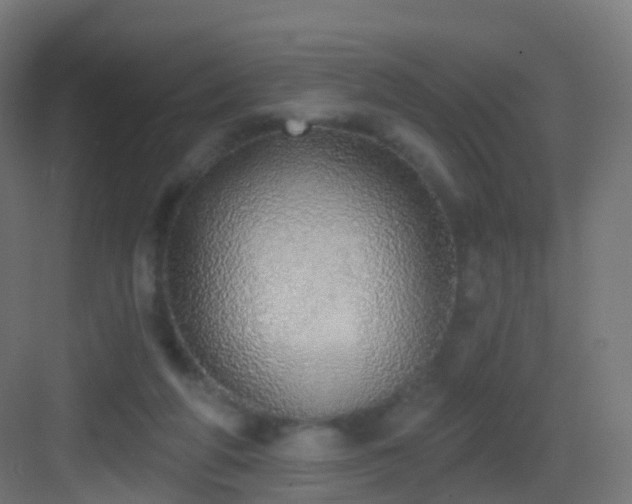 X0000083550210200702091107