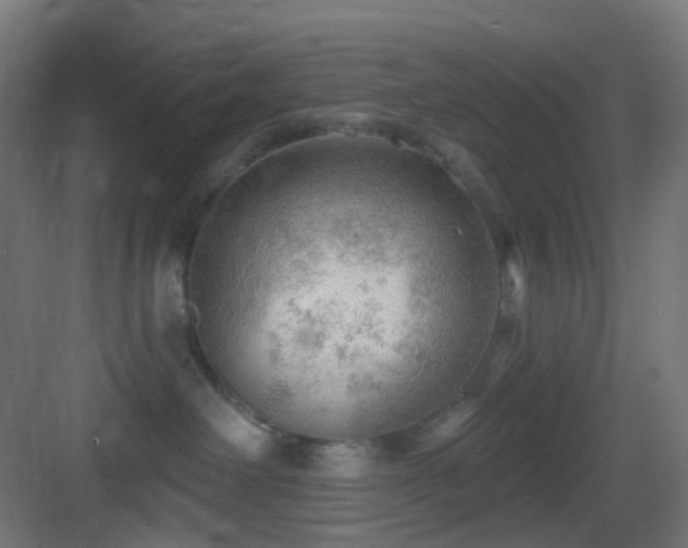 X0000083550238200702091107