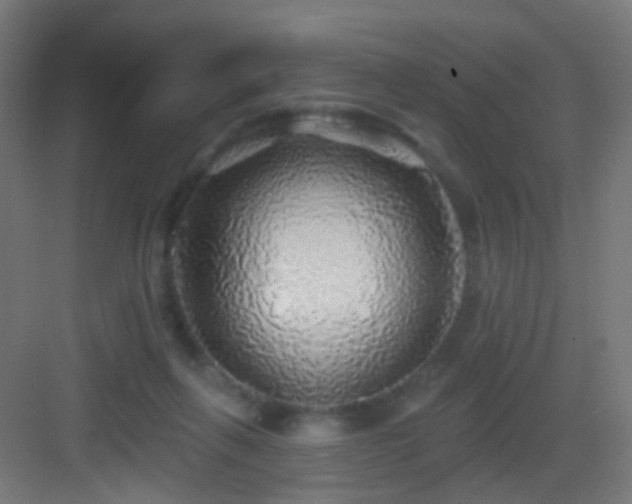 X0000083550263200702091106