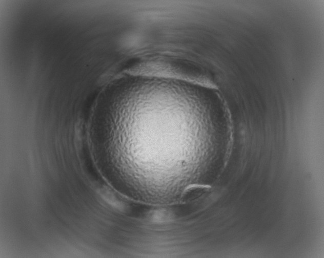 X0000083550275200702091106