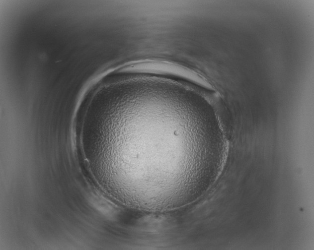 X0000083550294200702091106