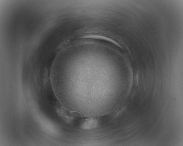 X0000083550335200702091105