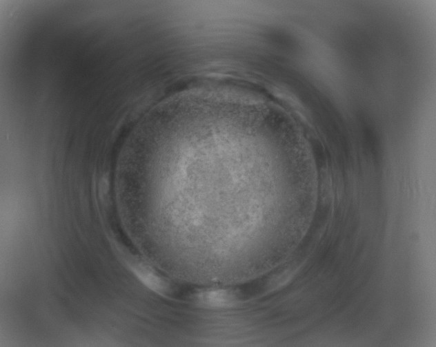 X0000083550365200702091105