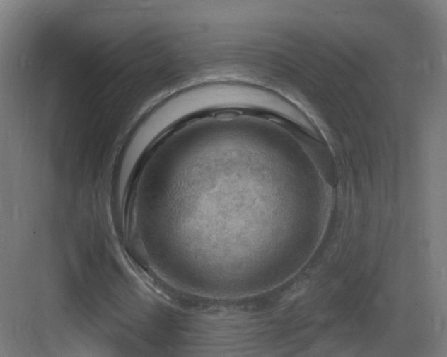 X0000083550434200702091102