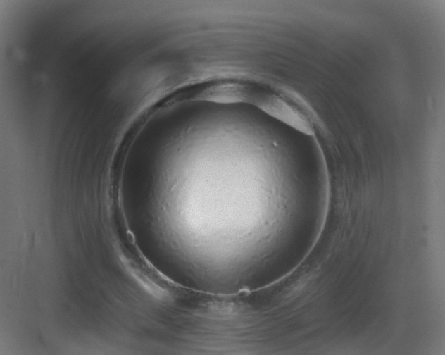 X0000083550439200702091103