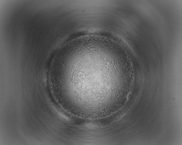 X0000083550545200702091101
