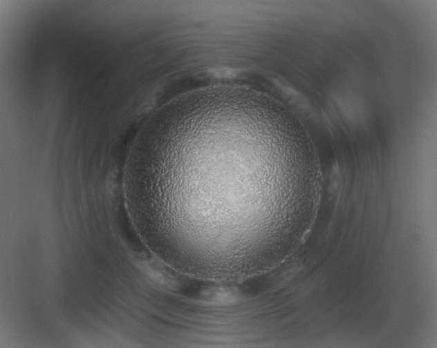 X0000083550559200702091101