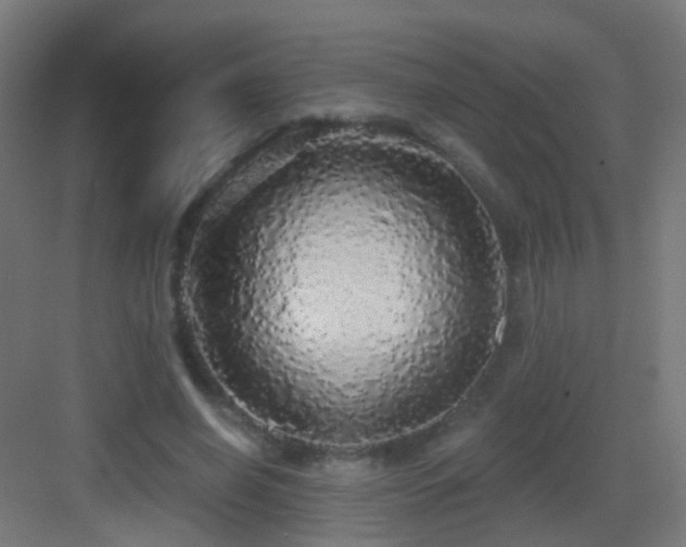 X0000083550638200702091059