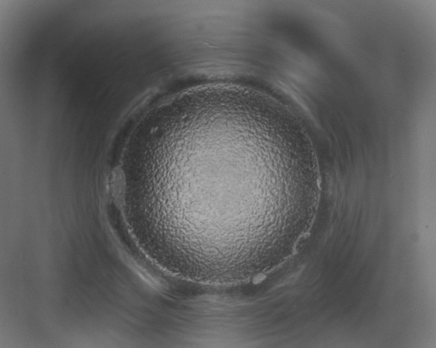 X0000083550733200702091058
