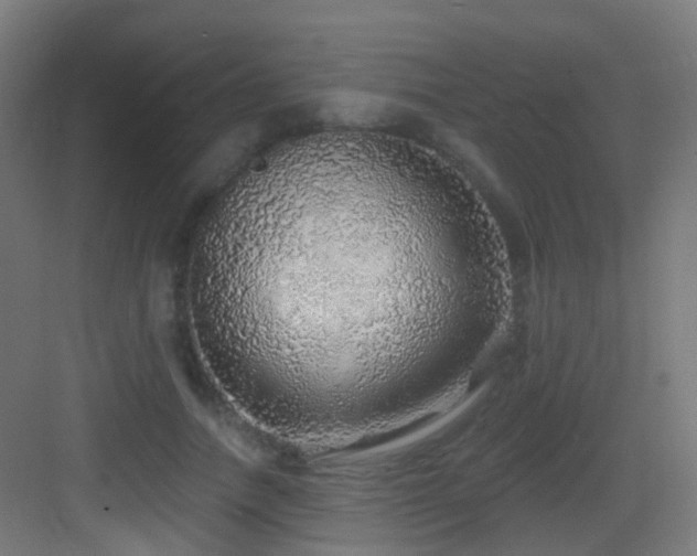 X0000083550738200702091058